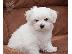 PoulaTo: Maltese mini